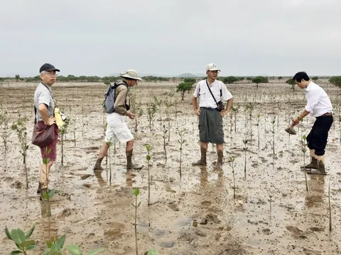Quảng Ninh: Rừng ngập mặn - “Lá phổi xanh” và sinh kế bền vững