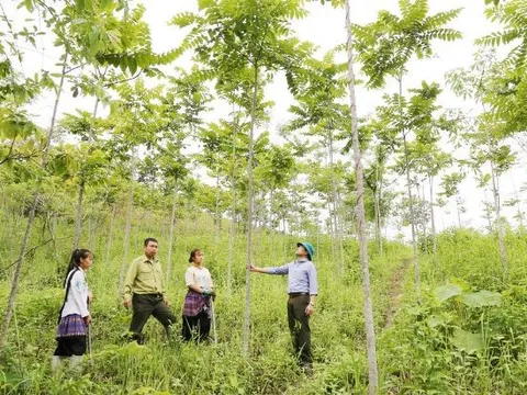 Ngày Quốc tế về Rừng: Bảo vệ những giá trị cốt lõi của thiên nhiên