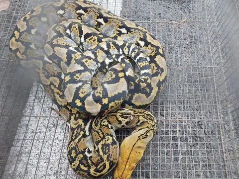 Hoảng hồn trăn gấm dài 2 m bò vào trường học ở TP.HCM