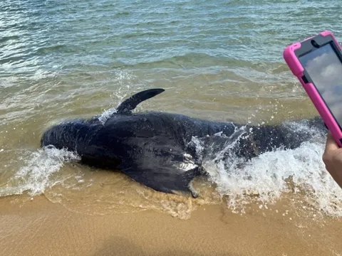 Giải cứu cá voi nặng hơn 300kg mắc cạn ở bãi biển Quảng Ngãi