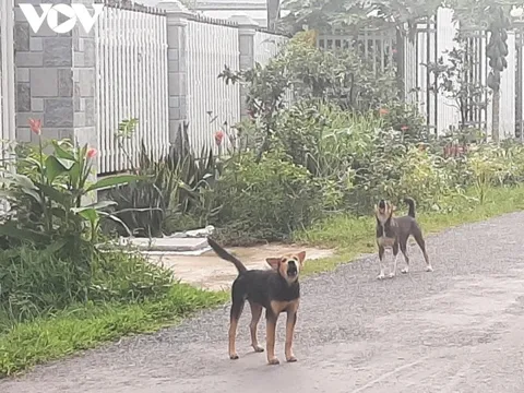 Bệnh dại bùng phát tại tỉnh Bến Tre, số ca tử vong đứng đầu cả nước