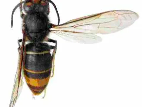 Người đàn ông tử vong sau 45 phút bị ong đốt