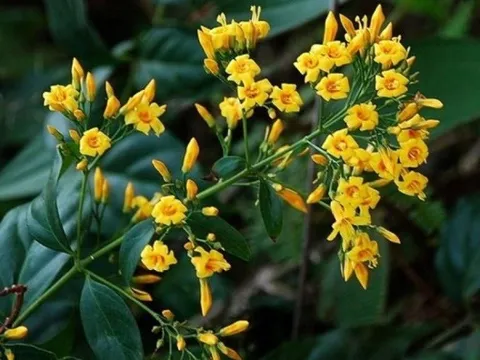 Nguyên nhân ban đầu vụ ngộ độc khiến 7 người nguy kịch