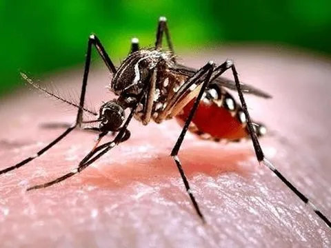 Sốt xuất huyết Dengue có thể gây tử vong, bác sĩ lưu ý cách điều trị, chăm sóc bệnh nhân