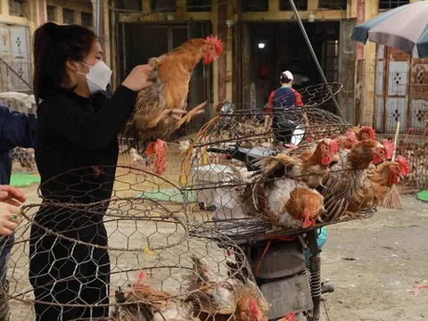 Khẩn cấp tăng cường phòng, chống cúm gia cầm lây nhiễm sang người