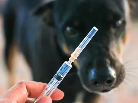 Bác sĩ chỉ ra quan niệm sai lầm khiến nhiều người tử vong vì bệnh dại