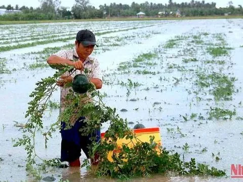 Thiên tai gây ngập úng hơn 1.000ha lúa mới gieo sạ của người dân Cà Mau