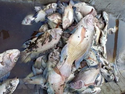 Lại tiếp tục xuất hiện tình trạng cá chết hàng loạt tại hồ Tây