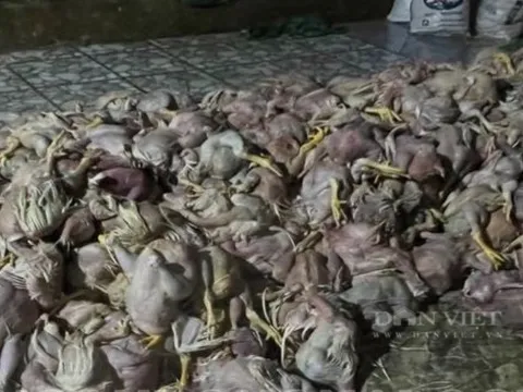 Phát hiện 2,2 tấn gà chết, bốc mùi hôi thối trong cơ sở giết mổ sắp tuồn ra thị trường
