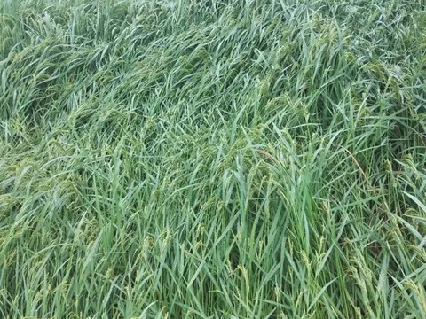 Mưa lớn kèm theo gió lốc giật mạnh gây thiệt hại tại Bình Thuận