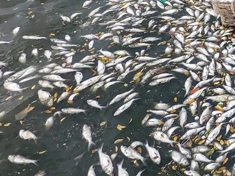 Cá chết nổi trắng Hồ Tây, hàng quán ế ẩm, dân lo mất ăn mất ngủ