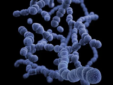 Nhiễm khuẩn là nguyên nhân gây tử vong thứ hai trên toàn thế giới