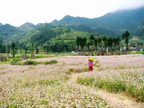 Khách du lịch cảnh giác với nạn lừa đảo 'đặt phòng ảo' tại Đồng Văn, Hà Giang