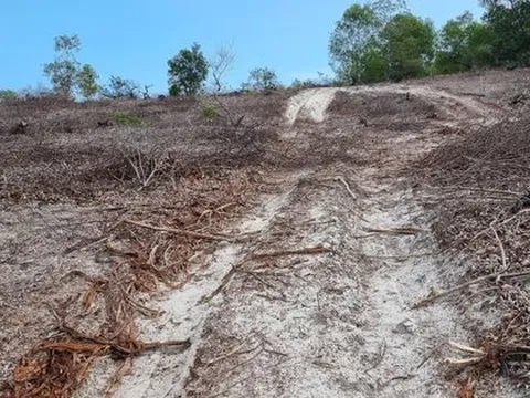 Kỷ luật cán bộ liên quan đến vụ phá hơn 12ha rừng trên cát