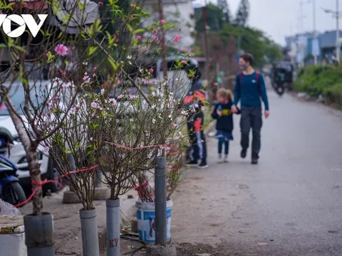 Người dân Hà Nội xuống phố mua hoa đào, hoa lê chơi Tết sớm