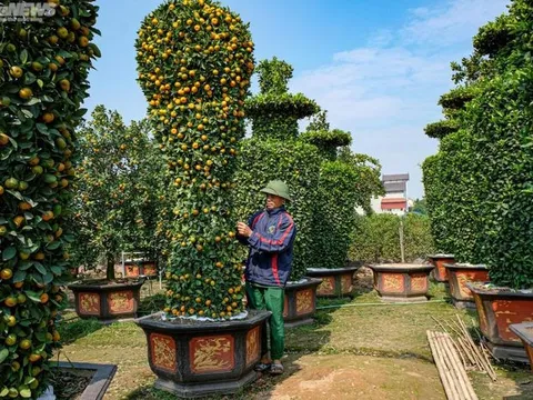 Hàng độc chơi Tết: Quýt cảnh khổng lồ cao 3,2m hình cúp vàng World Cup