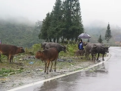 Dự báo thời tiết ngày 22/12: Không khí lạnh tiếp tục tăng cường, vùng núi cao dưới 6 độ C