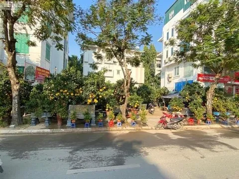 Đào, quất, bưởi Tết giá trăm triệu đồng tràn xuống phố phường Hà Nội