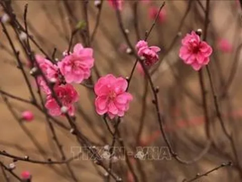 Kiều bào ở nhiều thành phố của Đức hướng về Tết quê hương