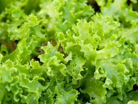 Giảm cân hậu Tết: Ăn thực phẩm “Negative-Calorie”