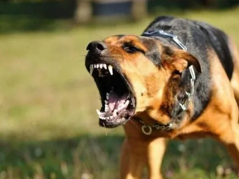 Người đàn ông tử vong vì bệnh dại sau 4 tháng bị chó cắn