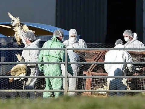 WHO đánh giá nguy cơ đối với con người từ dịch cúm gia cầm