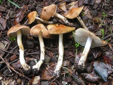 5 người trong gia đình nhập viện cấp cứu do ăn phải nấm có độc