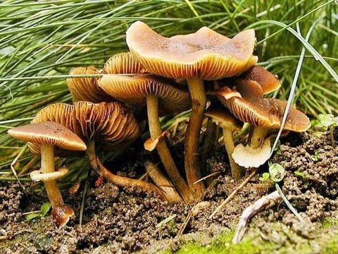 Hái nấm rừng về ăn, 6 người nhập viện cấp cứu