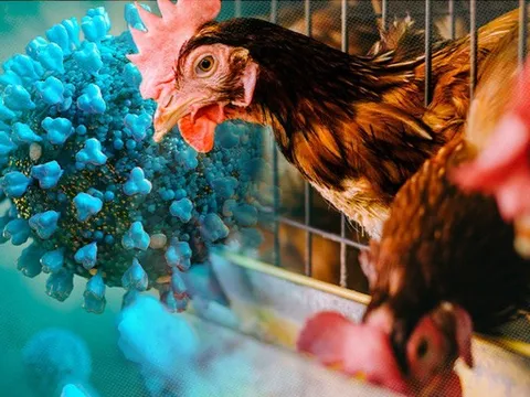 Viện Pasteur TP.HCM ra công văn khẩn khi Campuchia có người nhiễm cúm H5N1