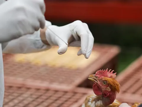 Bộ Y tế: Nguy cơ cúm gia cầm lây nhiễm sang người là rất lớn