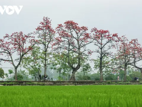 Ngắm hoa gạo nở đỏ rực trên những nẻo đường làng quê Bắc Bộ