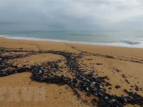 Khẩn trưởng thu gom vệt dầu vón cục xuất hiện ở bờ biển Tuy Hòa