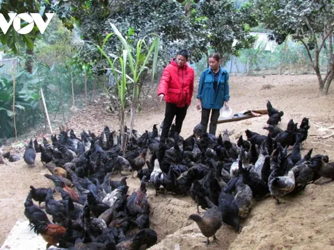 Mô hình nhỏ, ý nghĩa lớn trong vùng đồng bào đặc biệt khó khăn ở Lai Châu