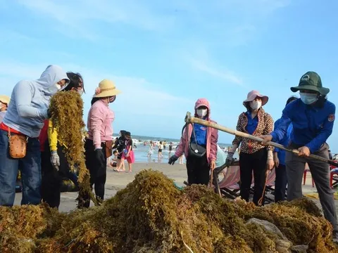 TP.Vũng Tàu: Hơn 1.000 người ra quân thu gom rong nho làm sạch bãi biển Bãi Sau