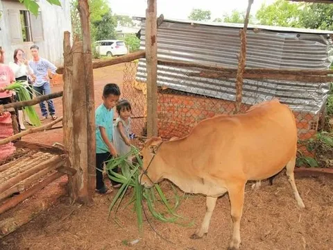 Gia Lai: Trao 13 mô hình sinh kế cho thiếu nhi có hoàn cảnh khó khăn huyện Chư Prông