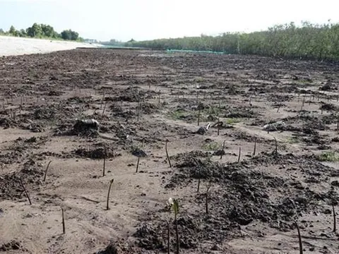 Tăng hợp tác ứng phó với biến đổi khí hậu, hướng tới tăng trưởng xanh