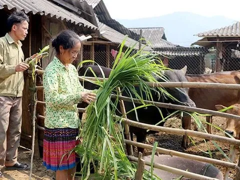 Yên Bái huy động trên 10.490 tỷ đồng đầu tư cho công tác giảm nghèo bền vững