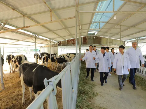 Tập đoàn TH bàn giao bò sữa HF thuần chủng cho nông dân Lâm Đồng