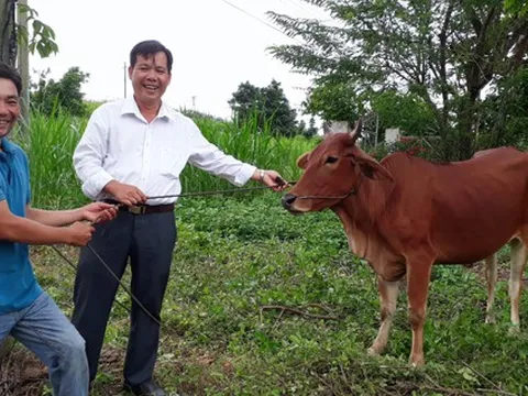 Hội CTĐ tỉnh Bà Rịa - Vũng Tàu: Tạo sinh kế từ dự án "Ngân hàng bò"