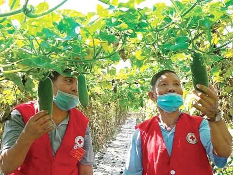 Thuê đất trồng hoa màu gây quỹ từ thiện