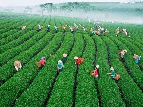 Thương nhân hoạt động tại vùng khó khăn có thể được vay tới 1 tỷ đồng