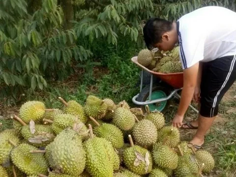 Sầu riêng chính thức nhập khẩu vào thị trường Trung Quốc