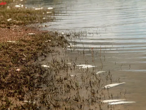 Hà Tĩnh: Cá chết trắng trên hồ Khe Lang