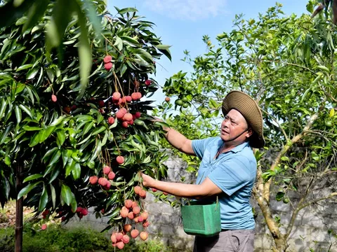 Bắc Giang: Cấy ghép thành công giống vải thiều không hạt 