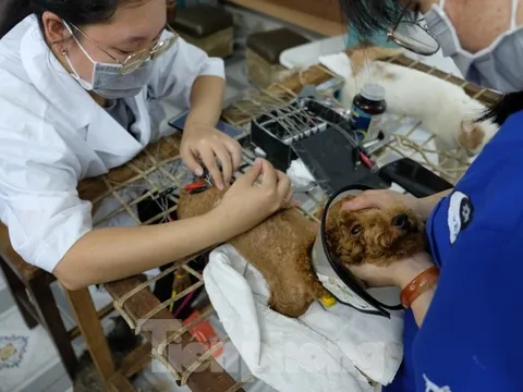 Phòng khám Thú y miễn phí của bà giáo Vân