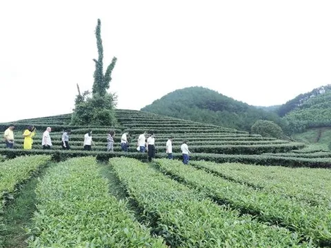 Đẩy mạnh phát triển du lịch nông thôn gắn với nông nghiệp, làng nghề