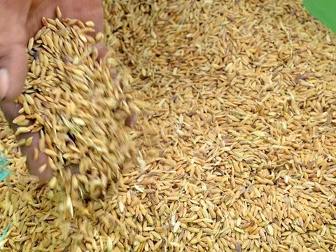 Xuất cấp 647,3 tấn hạt giống lúa hỗ trợ tỉnh Quảng Ngãi