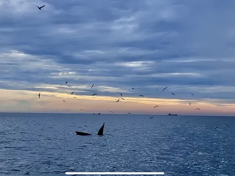 Cá voi xanh hiếm gặp lại xuất hiện ở Đề Gi - Bình Định, du khách kéo đến ngắm nhìn