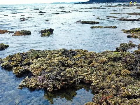 Tăng cường quản lý, bảo vệ hệ sinh thái san hô