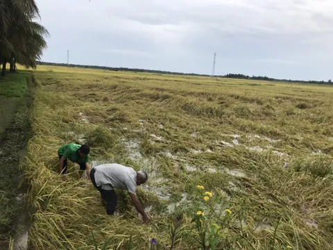 Trà Vinh: Đồng bào Khmer giúp nhau vượt khó, thoát nghèo
